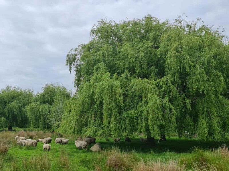 Auckland Nature Tour - Frequently Asked Questions