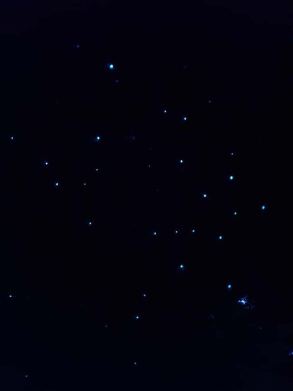 Auckland North Shore Glowworm Tour - Key Points