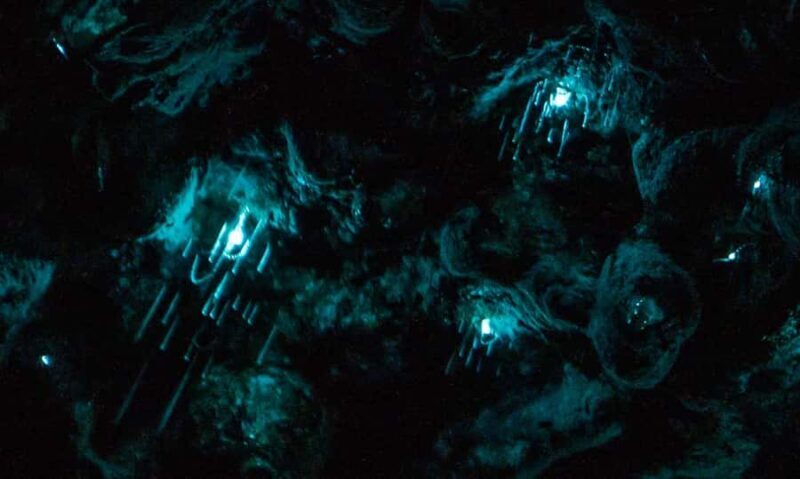 Auckland North Shore Glowworm Tour - What Makes This Tour Special?