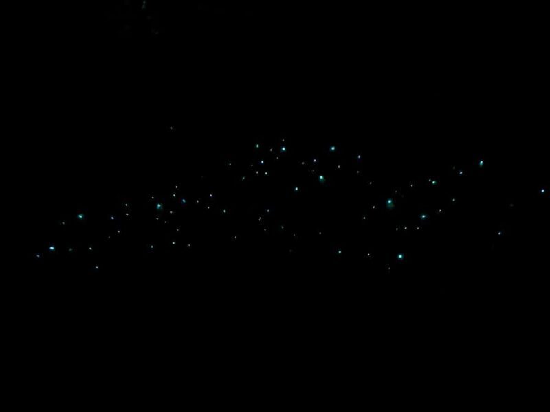 Auckland North Shore Glowworm Tour - The Experience and Its Value