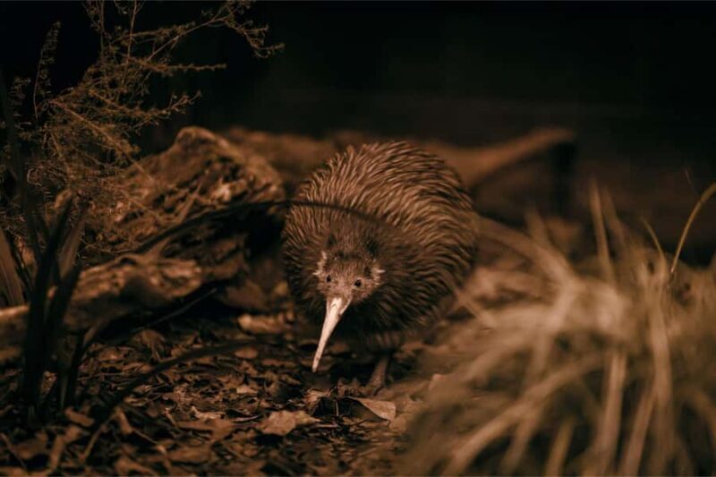 Auckland: Rotorua Te Puia & Activity Combinations - FAQ