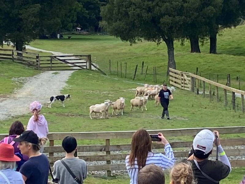 Auckland: Sheepworld, Honey Centre, & Kauri Trail Tour - An Overview of the Tour Experience