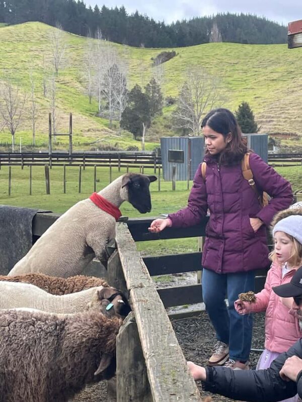Auckland: Sheepworld, Honey Centre, & Kauri Trail Tour - The Value and Who Will Enjoy It Most