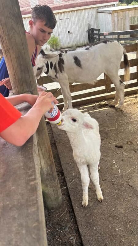 Auckland: Sheepworld, Honey Centre, & Kauri Trail Tour - The Sum Up