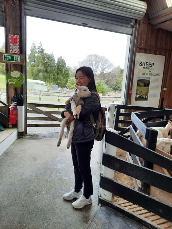 Auckland: Sheepworld, Honey Centre, & Kauri Trail Tour - FAQ