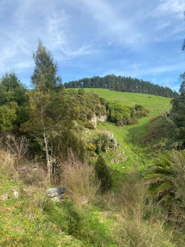 Auckland: Spellbound Glowworm Caves Explorer Tour - What to Expect at Each Stop