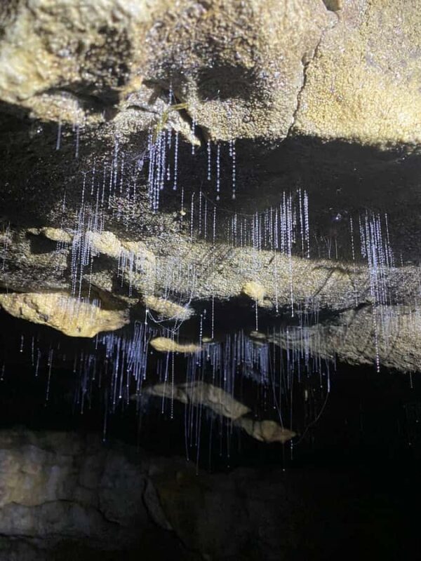 Auckland: Spellbound Glowworm Caves Explorer Tour - The Sum Up