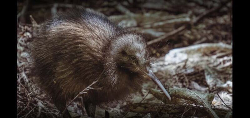 Auckland (Tawharanui): Wild Kiwi Bird Spotting Encounter - FAQ  