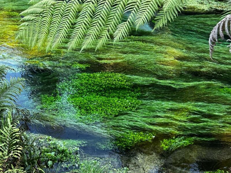 Auckland: TE PUIA Rotorua, Redwood & Blue Springs Day Tour - An In-Depth Breakdown of the Itinerary