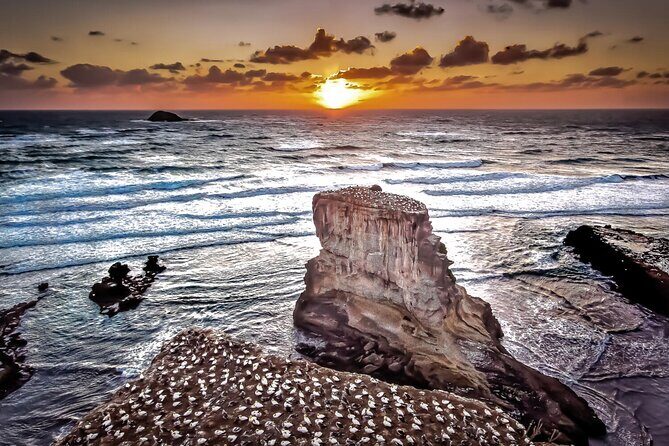 Auckland Thermal Pool and Muriwai Beach Sunset Day tour - Why Choose This Tour?