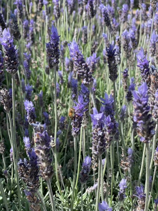 Auckland: Waiheke Island Luxury Experience Private Tour - Key Points