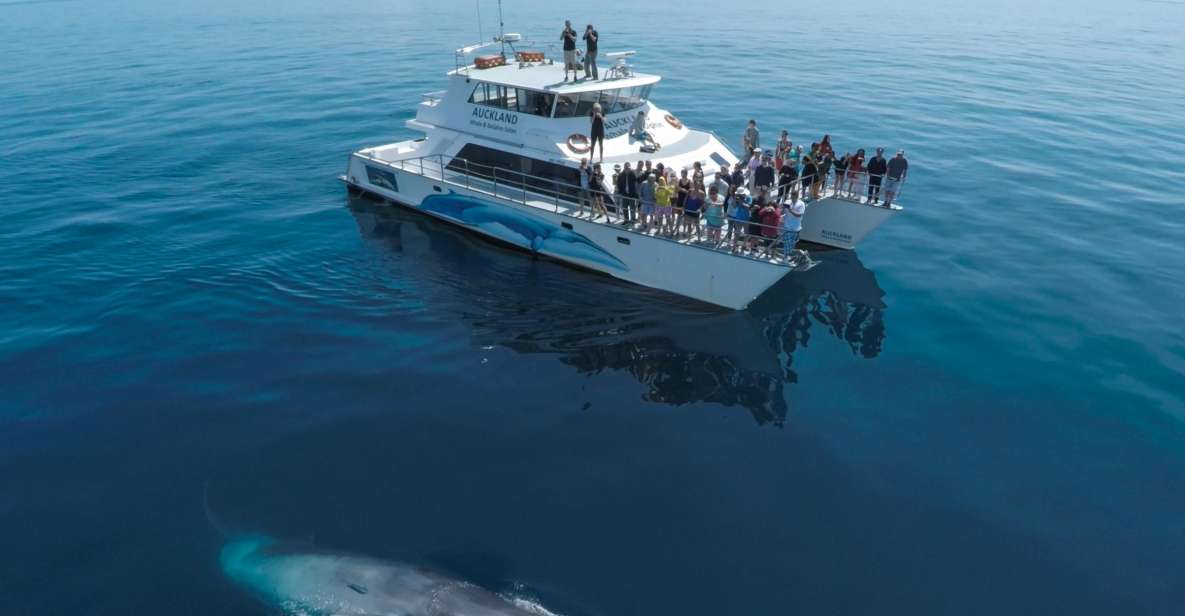 Auckland: Whale and Dolphin Watching Half-Day Eco Cruise - Key Points