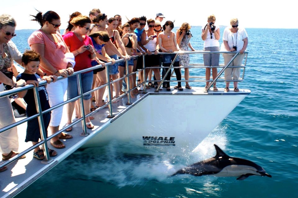 Auckland: Whale and Dolphin Watching Half-Day Eco Cruise - Booking Information