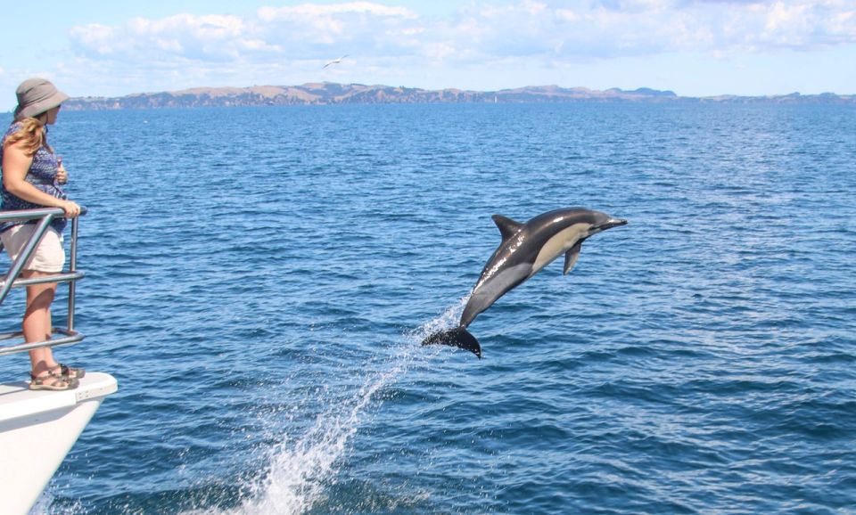 Auckland: Whale and Dolphin Watching Half-Day Eco Cruise - Customer Reviews