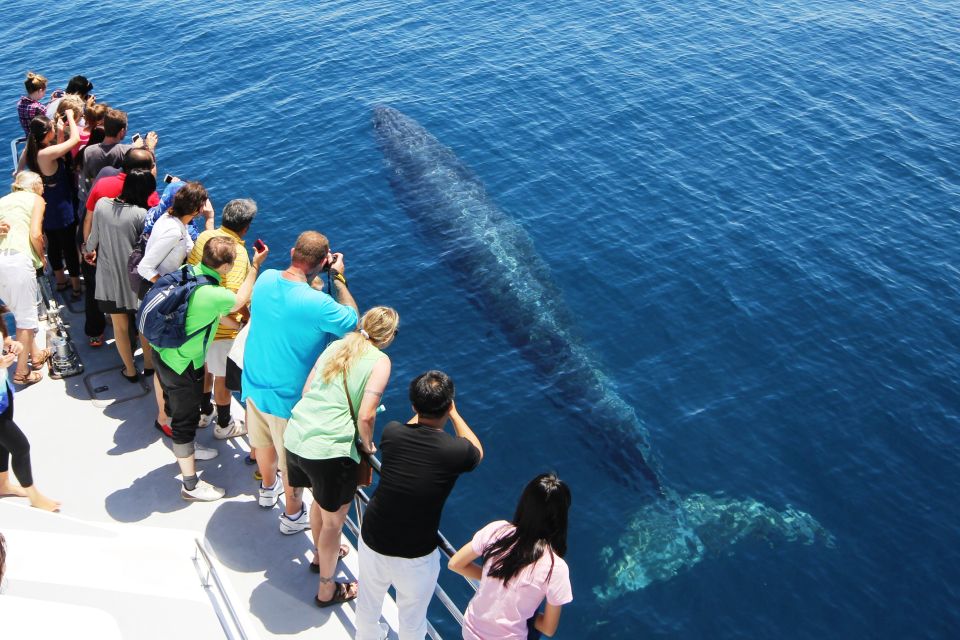 Auckland: Whale and Dolphin Watching Half-Day Eco Cruise - Testimonials