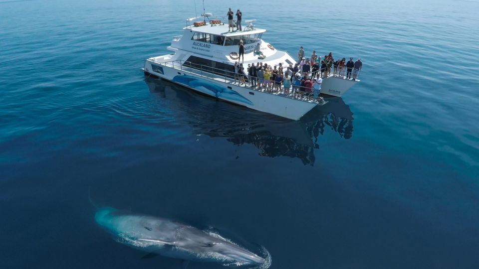 Auckland: Whale and Dolphin Watching Half-Day Eco Cruise - Highlights