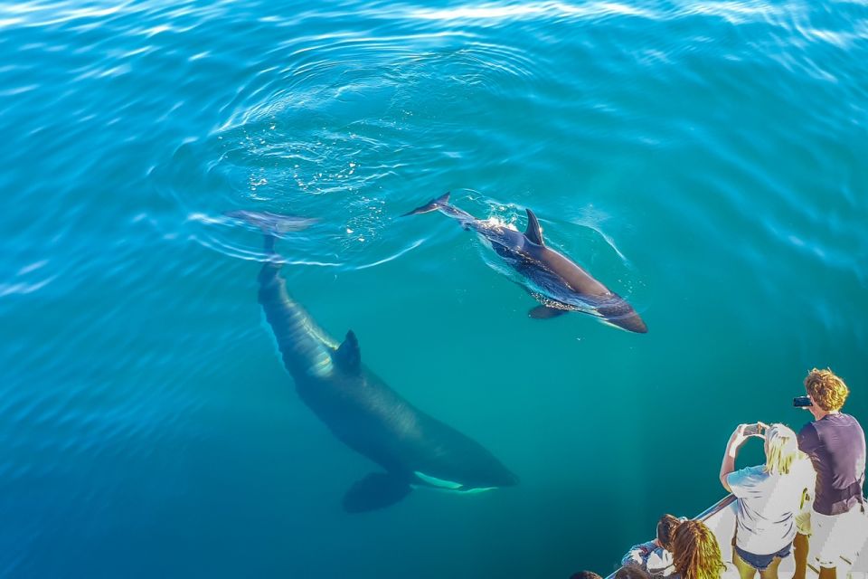 Auckland: Whale and Dolphin Watching Half-Day Eco Cruise - Availability