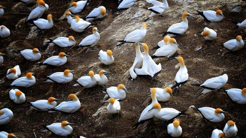 Auckland: Wild West Coast, Black Sand Beaches Tour inc Lunch - Key Points