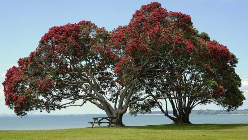 Auckland: Wild West Coast, Black Sand Beaches Tour inc Lunch - Who Should Take This Tour?
