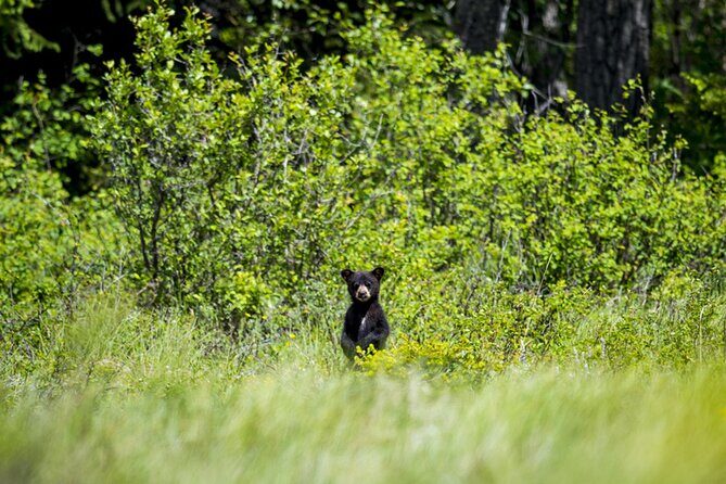 Audio Tour for Self-Guided Drives in Waterton National Park - The Sum Up