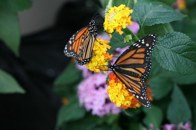 Audubon Zoo, Aquarium, and Insectarium Combo Ticket - FAQs