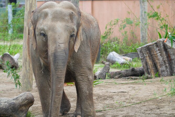Audubon Zoo Ticket - Zoo Experience