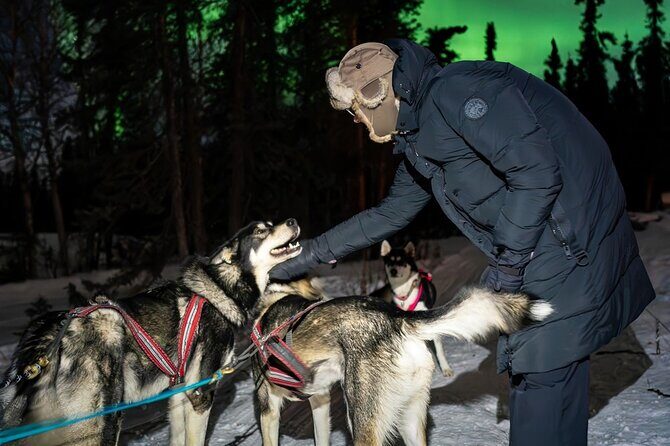 Aurora Activity at Sluice Box Sled Dogs - A Genuine Alaska Encounter: What to Expect from the Tour