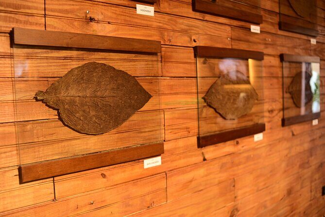 Aurora Premium Sensory Tasting Pairing, and Fine Cigar Experience - What to Expect from Your Sensory Journey