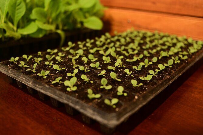 Aurora Premium Sensory Tasting Pairing, and Fine Cigar Experience - FAQ