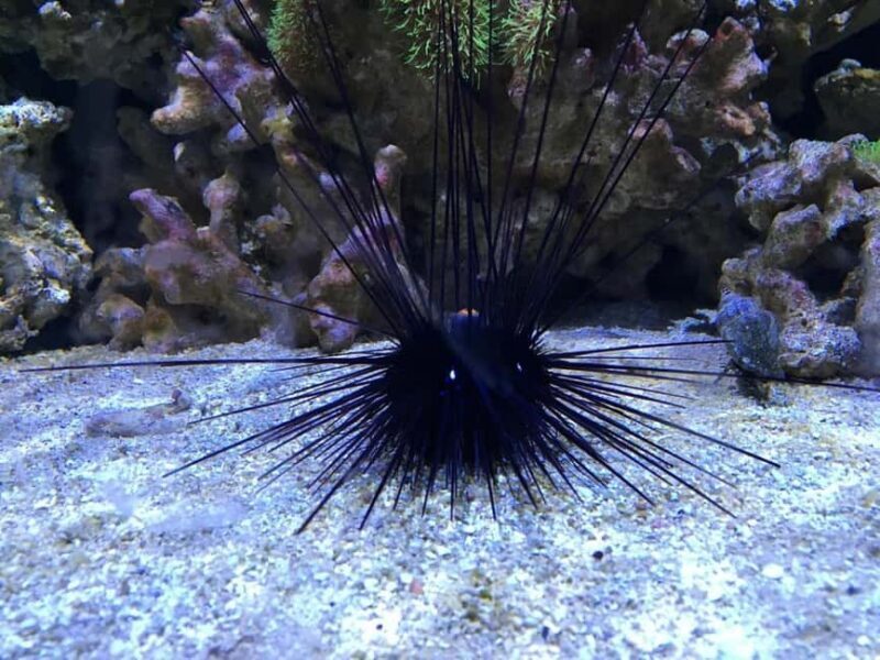 Austin Aquarium Entry Ticket - FAQs