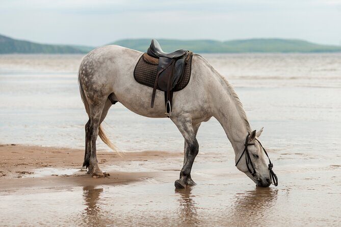 Australia: Coffs Harbour Beach Horse Ride & Lagoon Swim + Photos - FAQ: Your Questions Answered