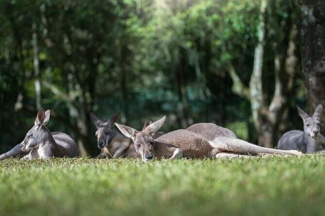 Australia Zoo Day Trip from Noosa /Sunshine Coast Region - Key Points