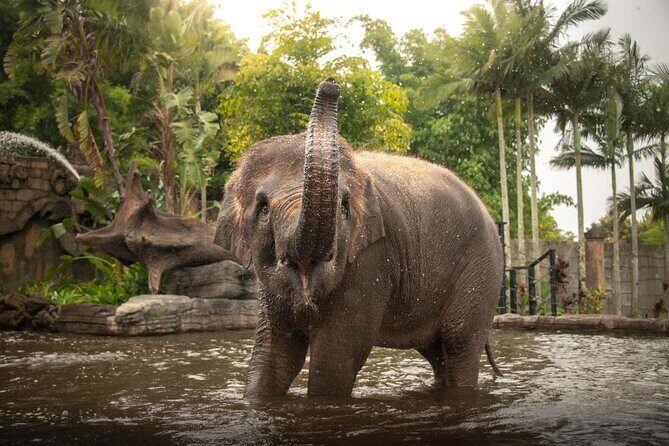 Australia Zoo Private Group Tour from Brisbane - Key Points