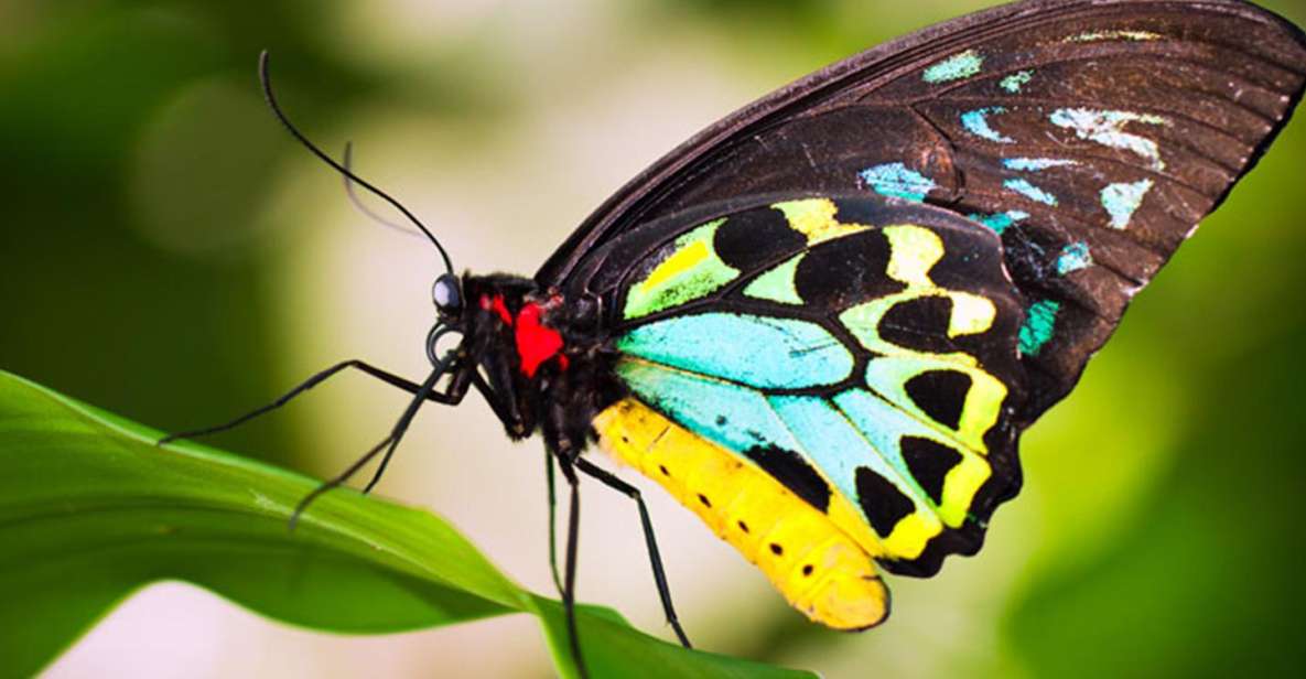 Australian Butterfly Sanctuary - Key Points