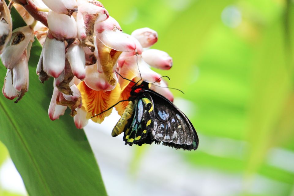 Australian Butterfly Sanctuary - Visitor Experience