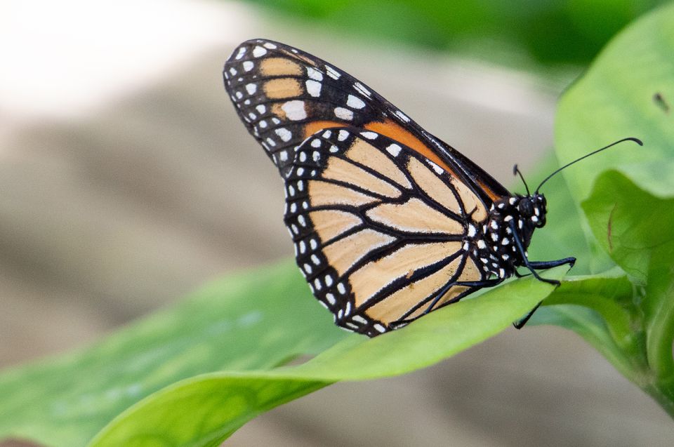 Australian Butterfly Sanctuary - Practical Information