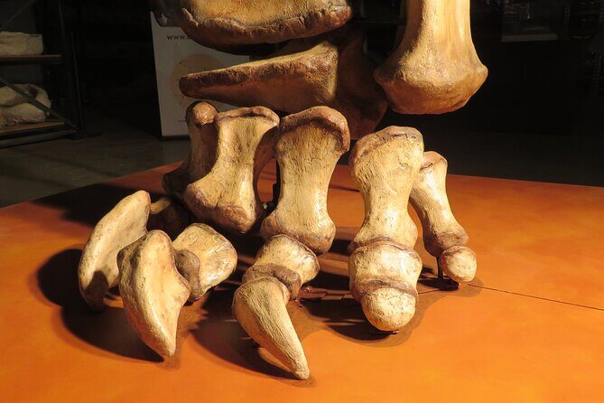 Australian Dinosaur Giants Tour - What to Expect from the Tour Itinerary