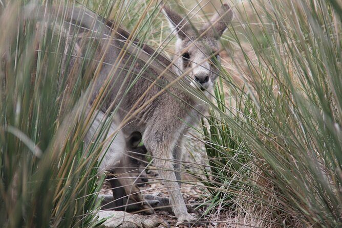 Australian Experience at Werribee Open Range Zoo - excl. entry - An Authentic Wildlife Encounter at Werribee Open Range Zoo