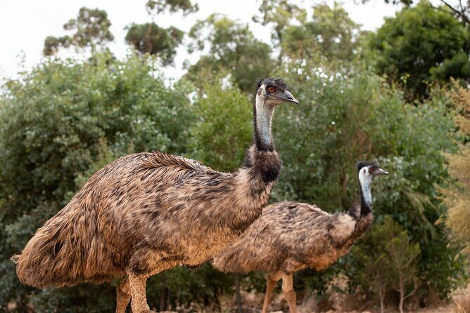 Australian Experience at Werribee Open Range Zoo - excl. entry - FAQ