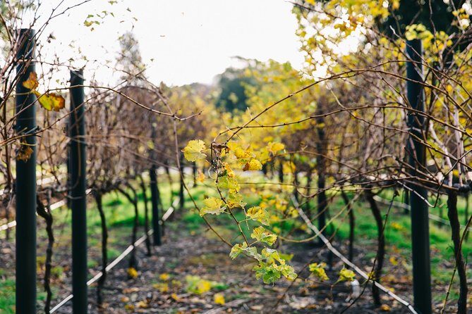 Australian Wine Discovery Tour Ticket - Frequently Asked Questions