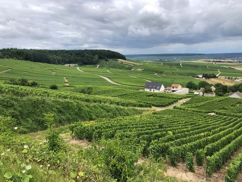 Authentic Champagne Tour: 3 vineyards, 10 Tastings & Lunch - What to Expect from Your Day in Champagne