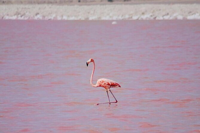 Authentic Guided Tour To The Pink Waters of Las Coloradas Yucatan - Analyzing the Value