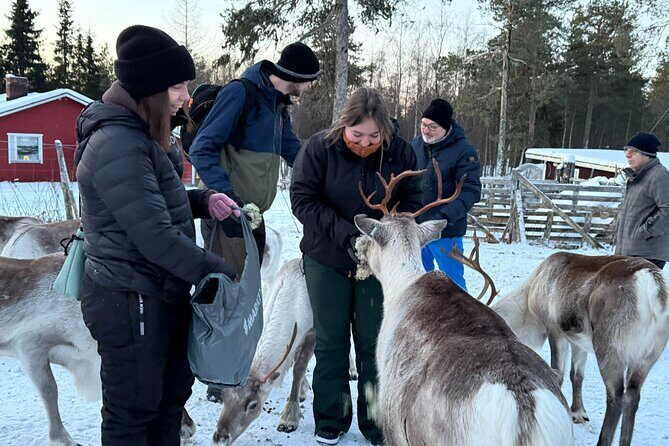 Authentic Reindeer Experience and Ice Fish with Lunch in the Wild - Who Will Love This Tour?