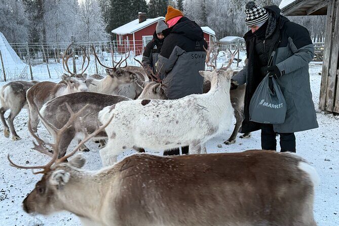 Authentic Reindeer Experience and Ice Fish with Lunch in the Wild - Frequently Asked Questions