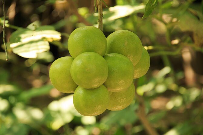 Authentic Rural Mexican Experience Adventure - Who Should Consider This Tour?