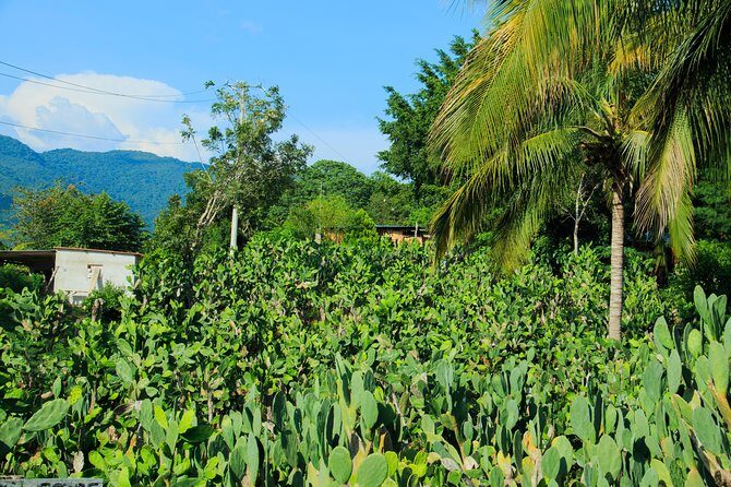 Authentic Rural Mexican Experience Adventure - Frequently Asked Questions