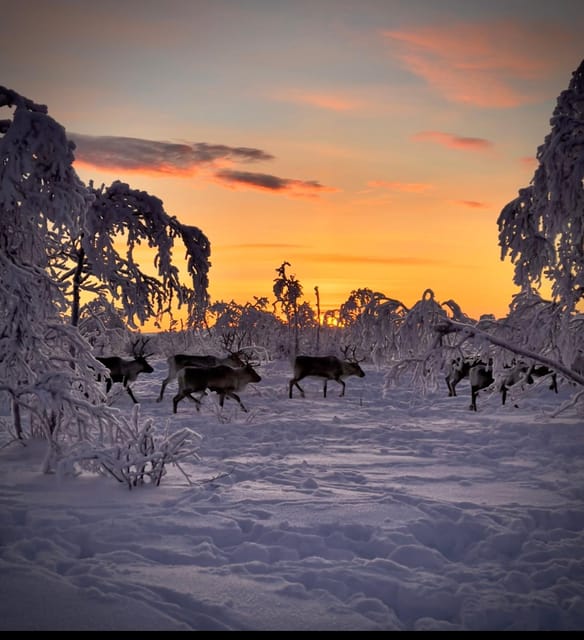 Authentic Sami Reindeer Herding Adventure in Arctic Norway - Wildlife and Nature