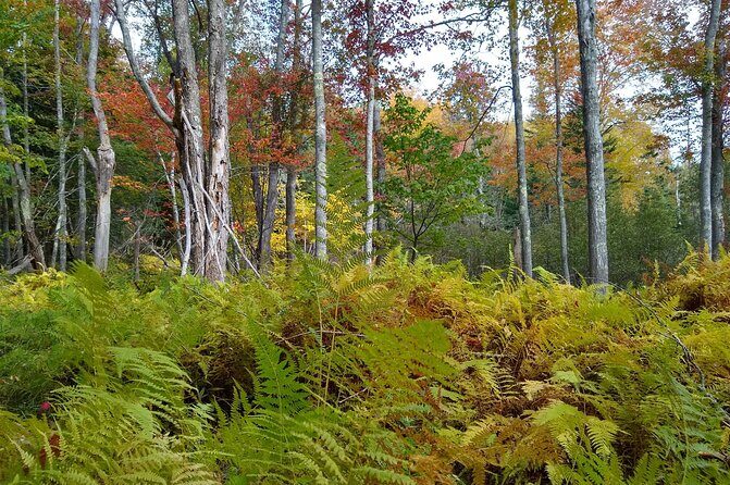 Autumn in Acadia National Park Private Leaf Peeper Driving Tour - FAQ