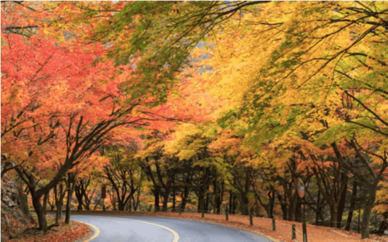 Autumn - Naejangsan National Park Maple Leaves Day Tour - Key Points