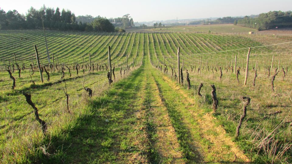 Aveiro Private Tour, Bairrada Wine Cellars & Roasted Piglet - Visiting Charming Bairrada Countryside Vineyards